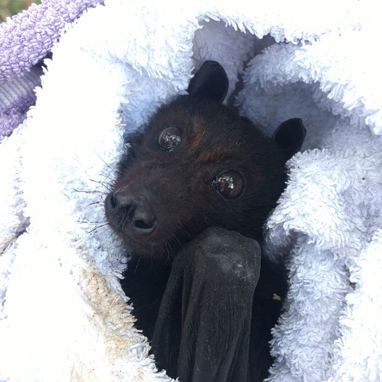 cute bats
