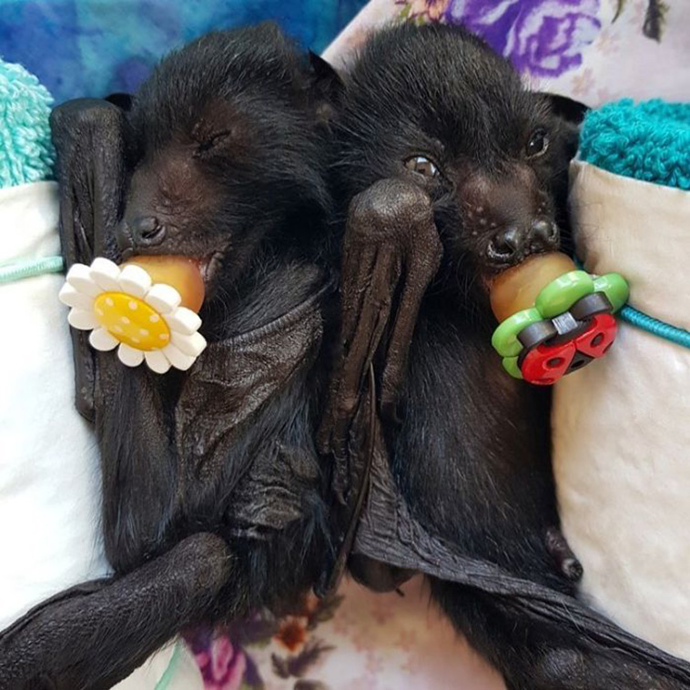 cute bats