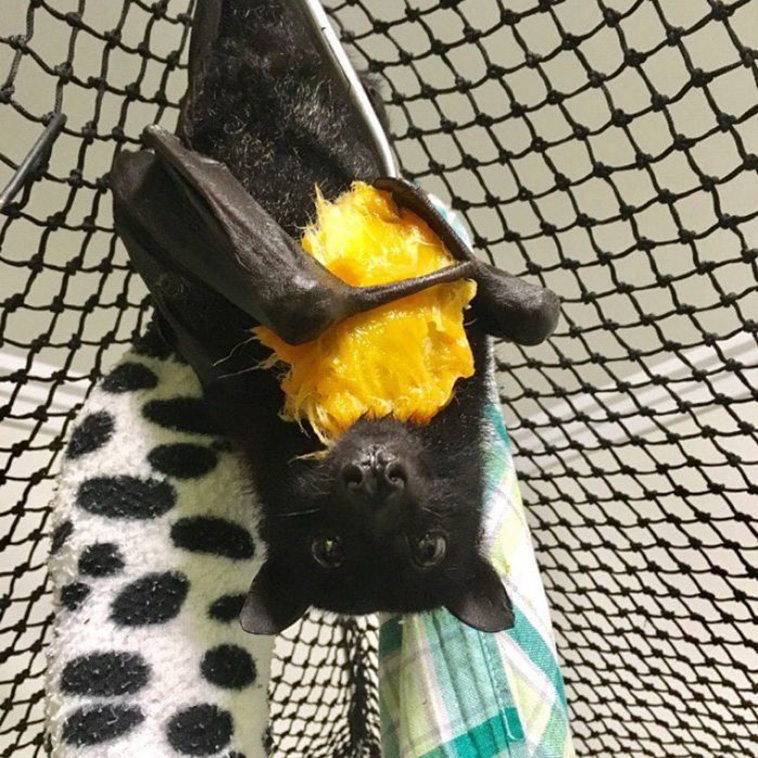 cute bats