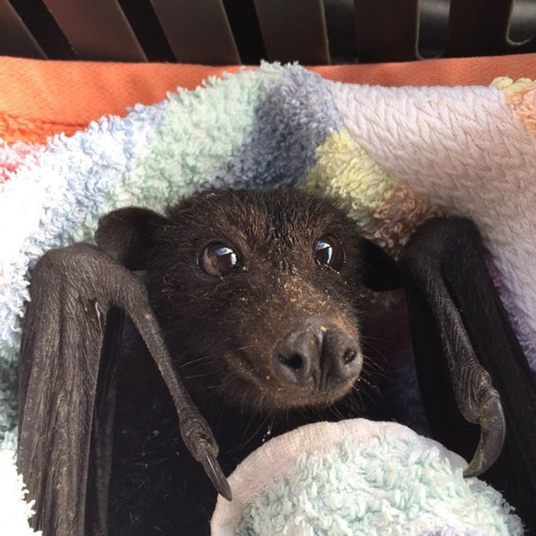 cute bats