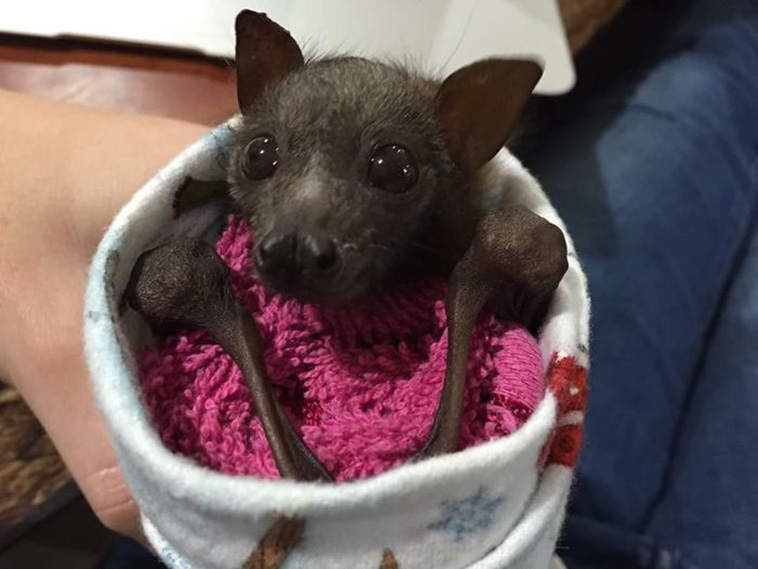 cute bats