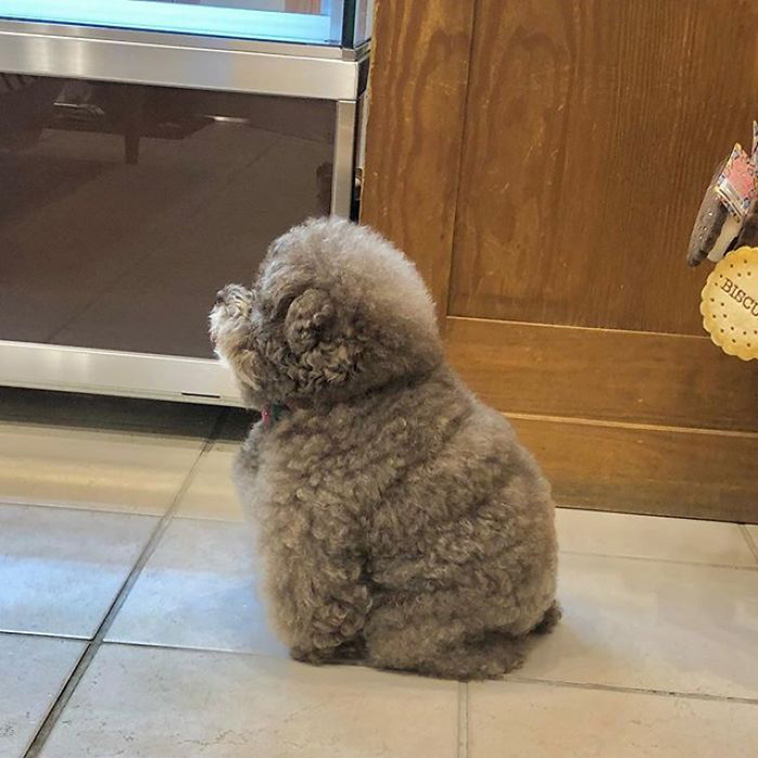 fluffy poodle human reactions