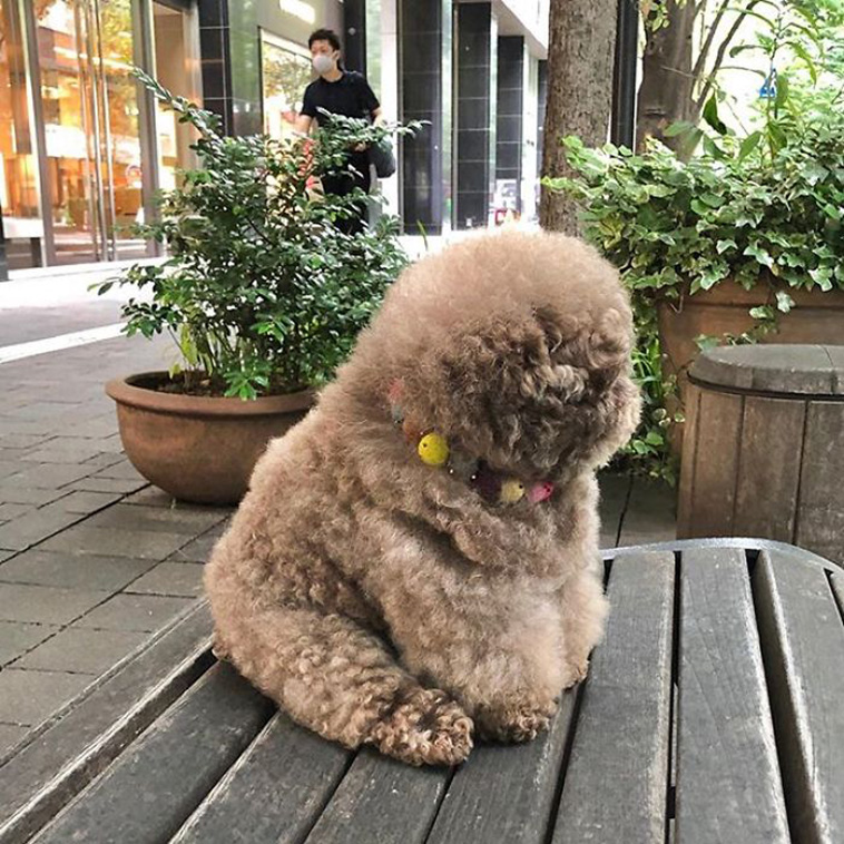 fluffy poodle 