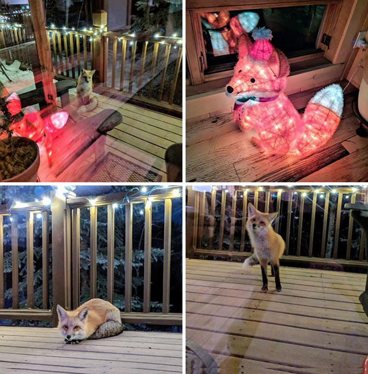 foxes visit houses