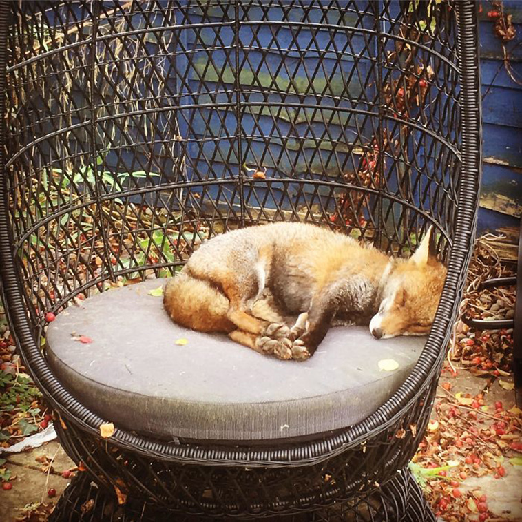 foxes visit houses
