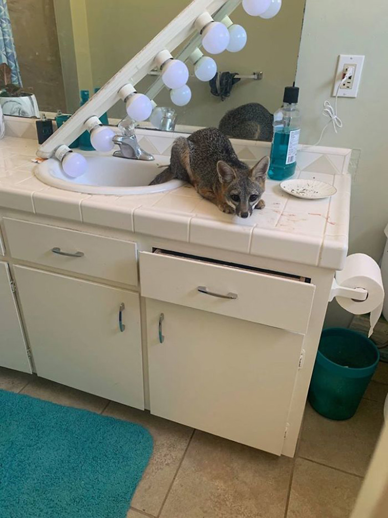 foxes visit homes