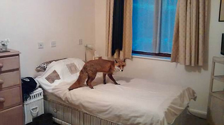 foxes visit homes