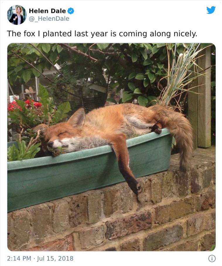 foxes visit houses