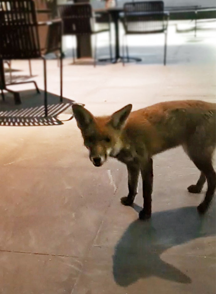 foxes visit homes