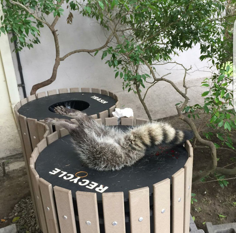 animals bad days