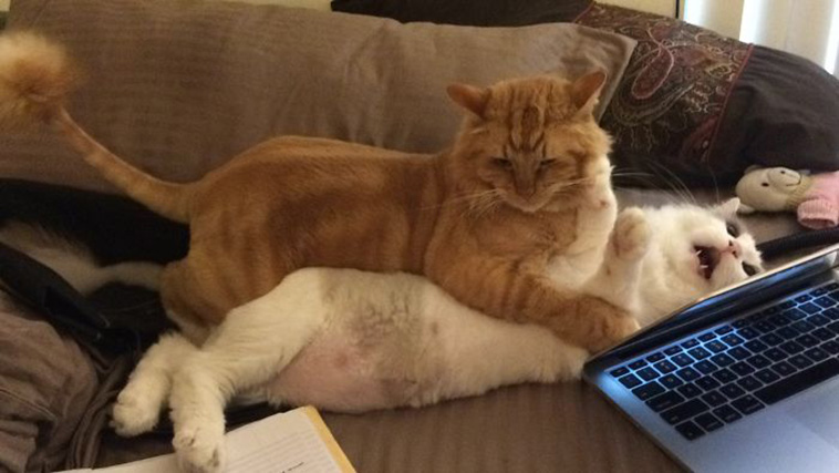 funny animals bad days