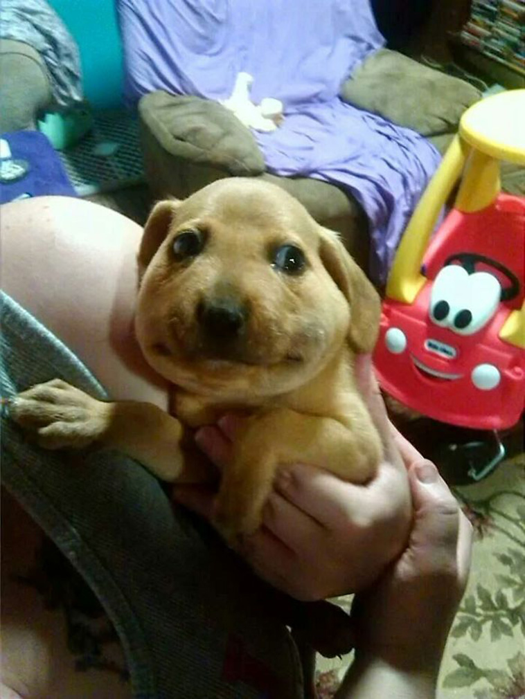  animals bad days
