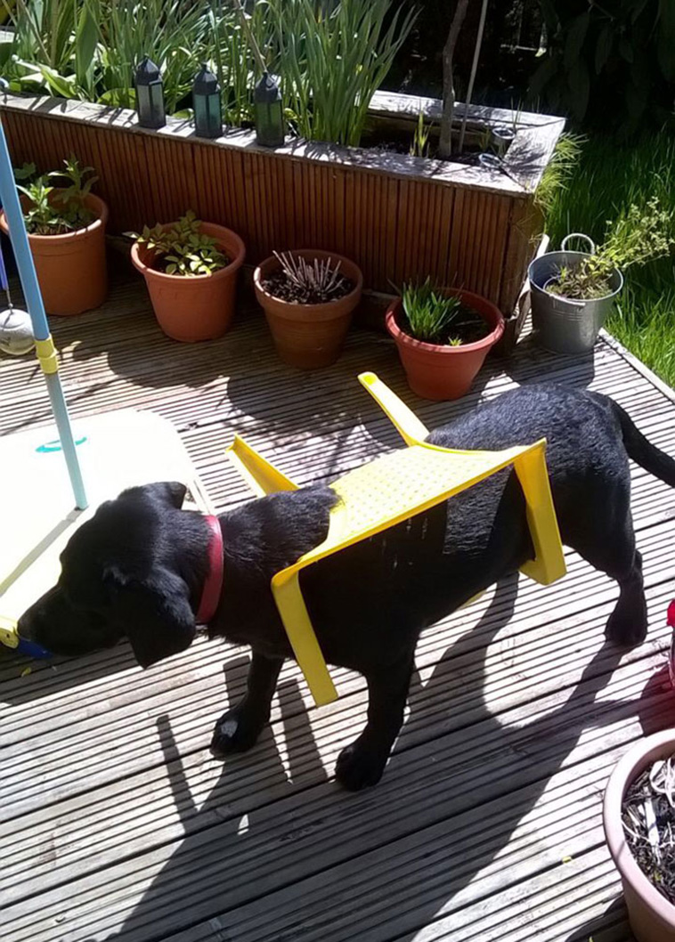 funny animals bad days