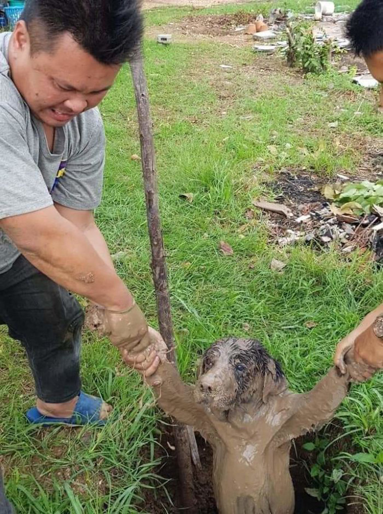  animals bad days