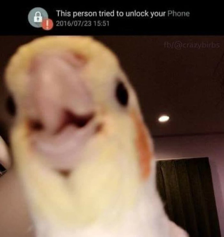 funny bird pictures