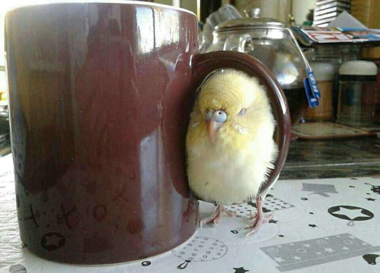 funny bird pictures