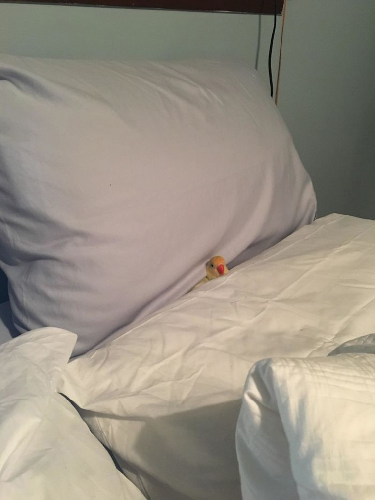 funny bird posts