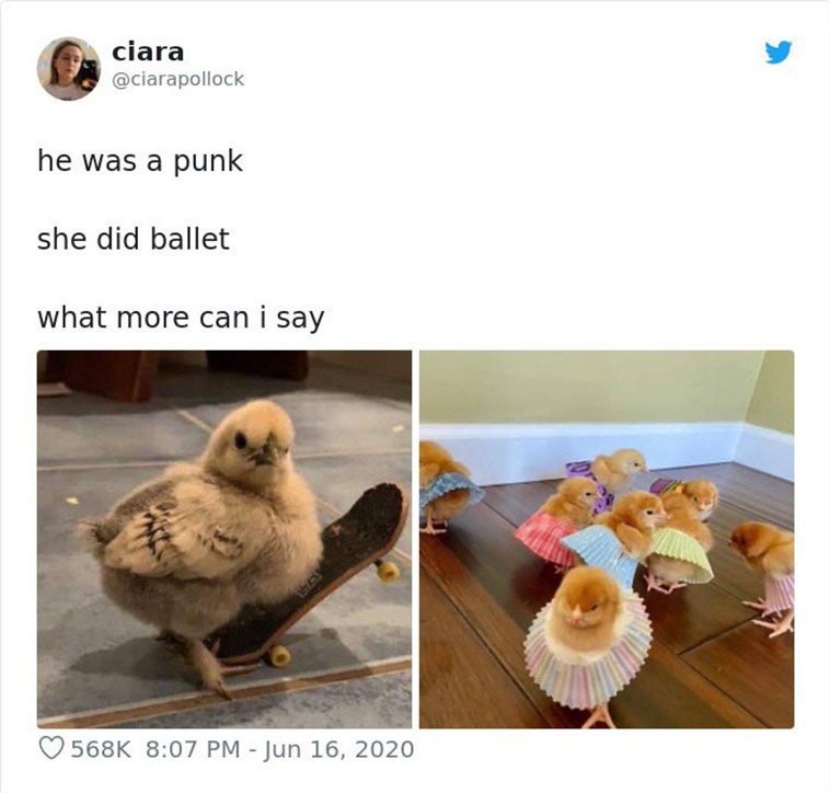 funny bird posts