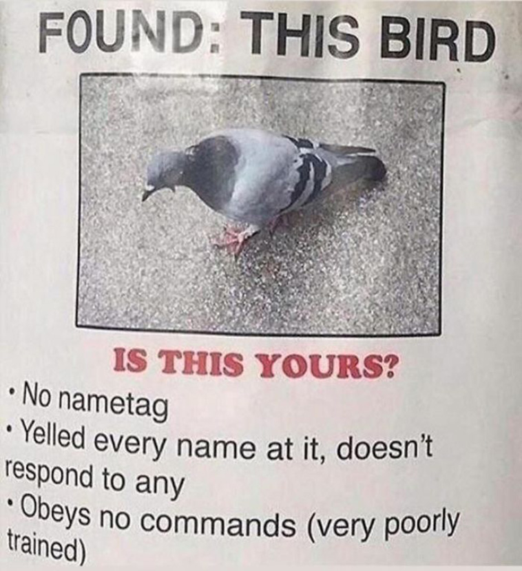 funny bird posts