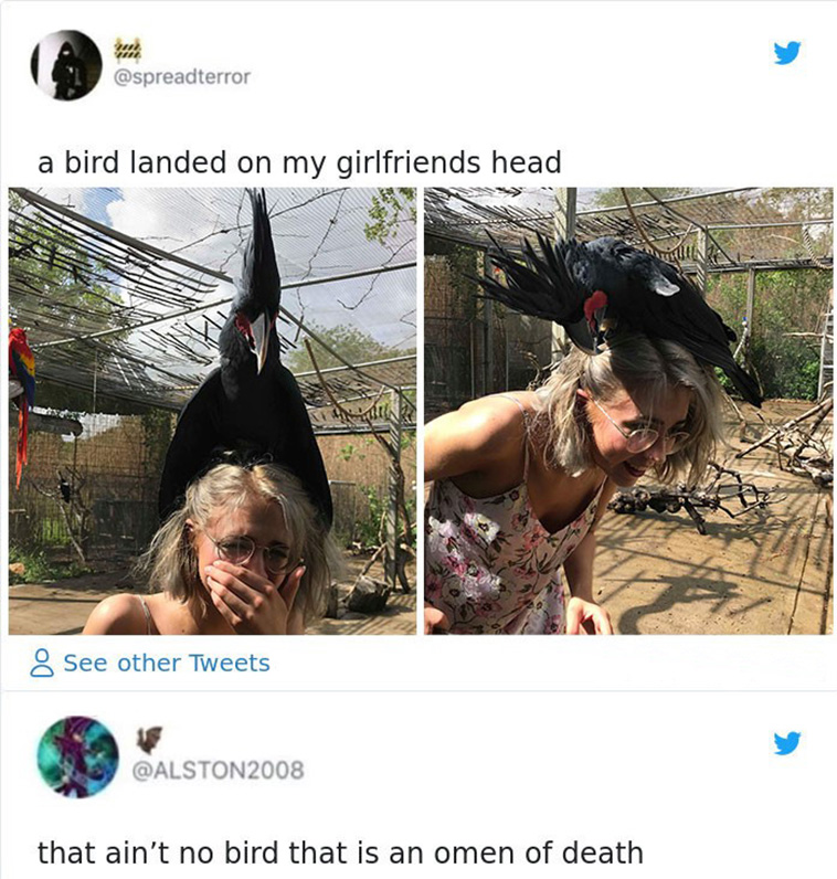 funny bird pictures
