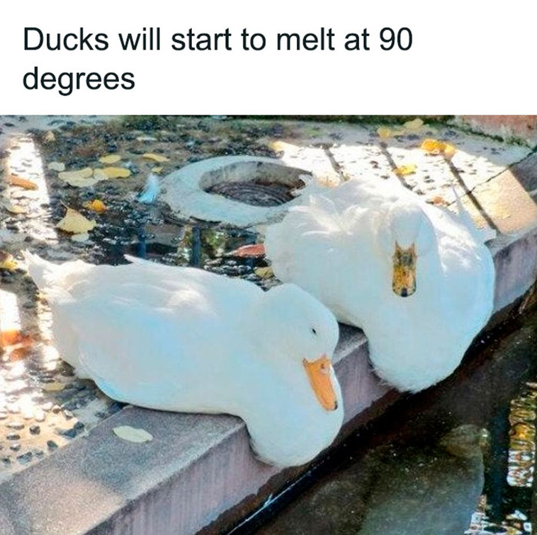 funny bird posts