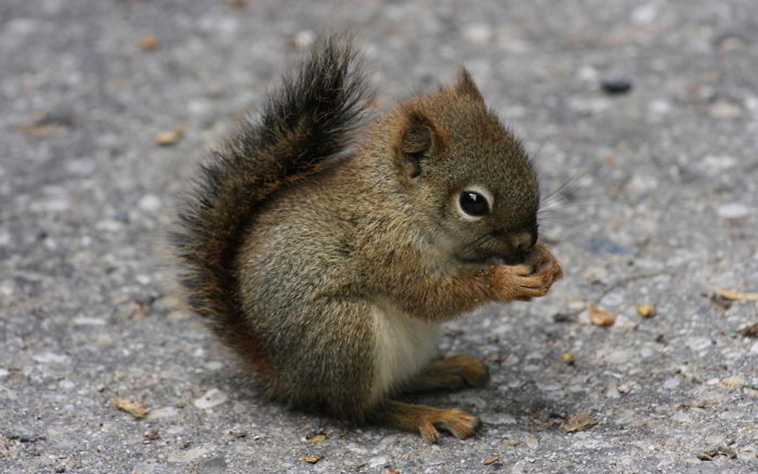 funny cute squirrel