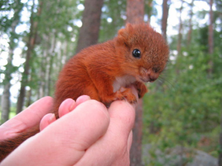 cute squirrel