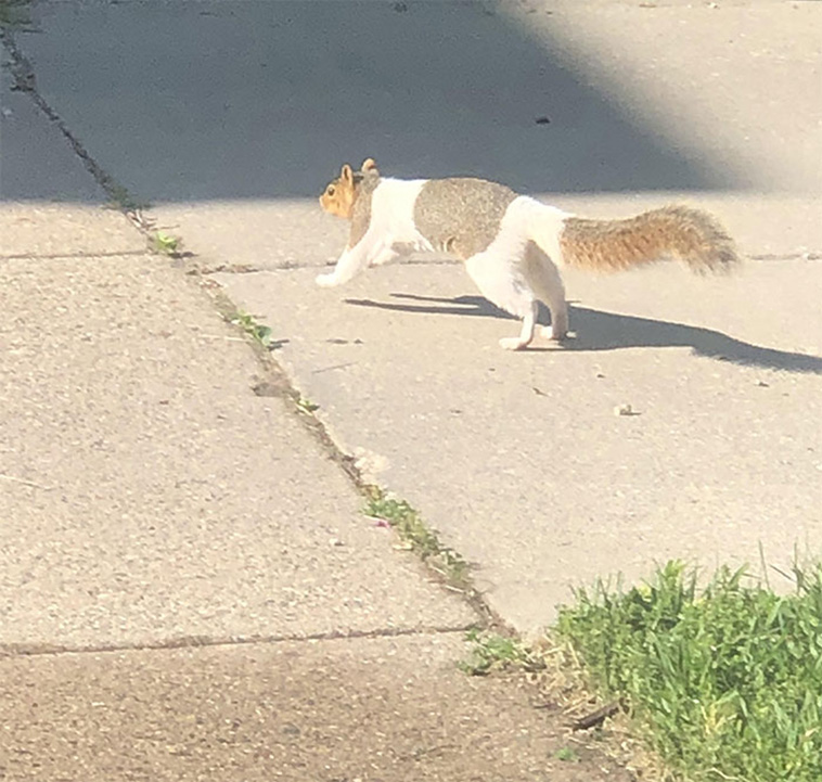 cute squirrel