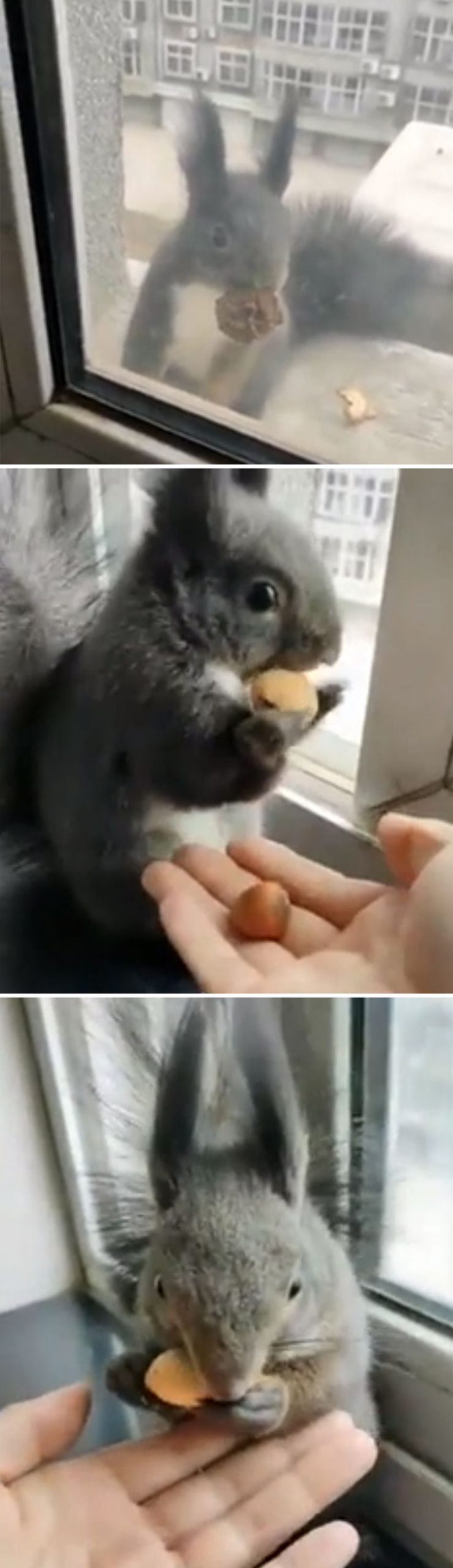 funny cute squirrel