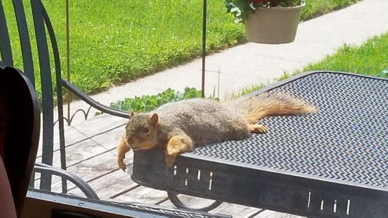 funny cute squirrel