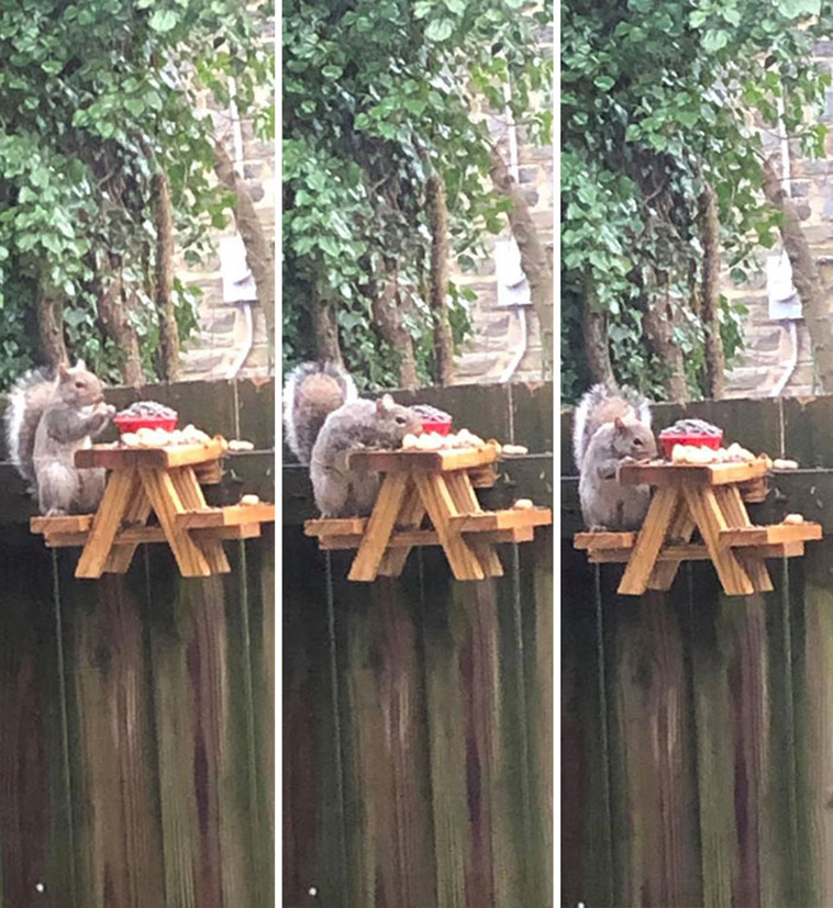 funny cute squirrel