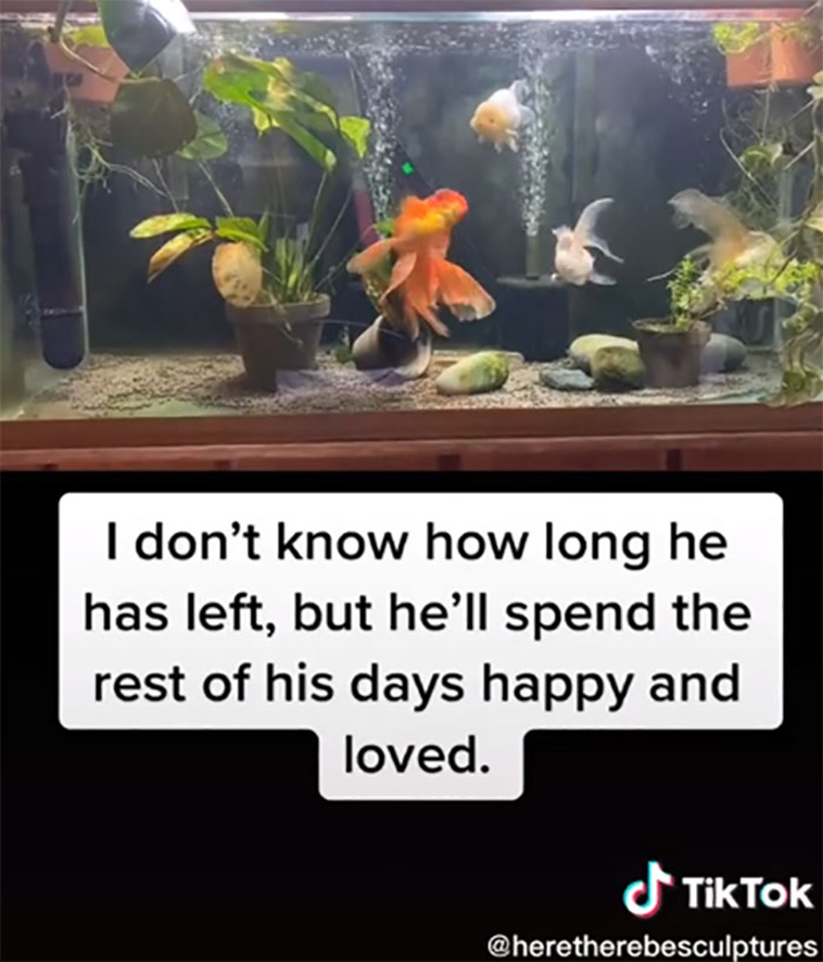 goldfish recovery color change