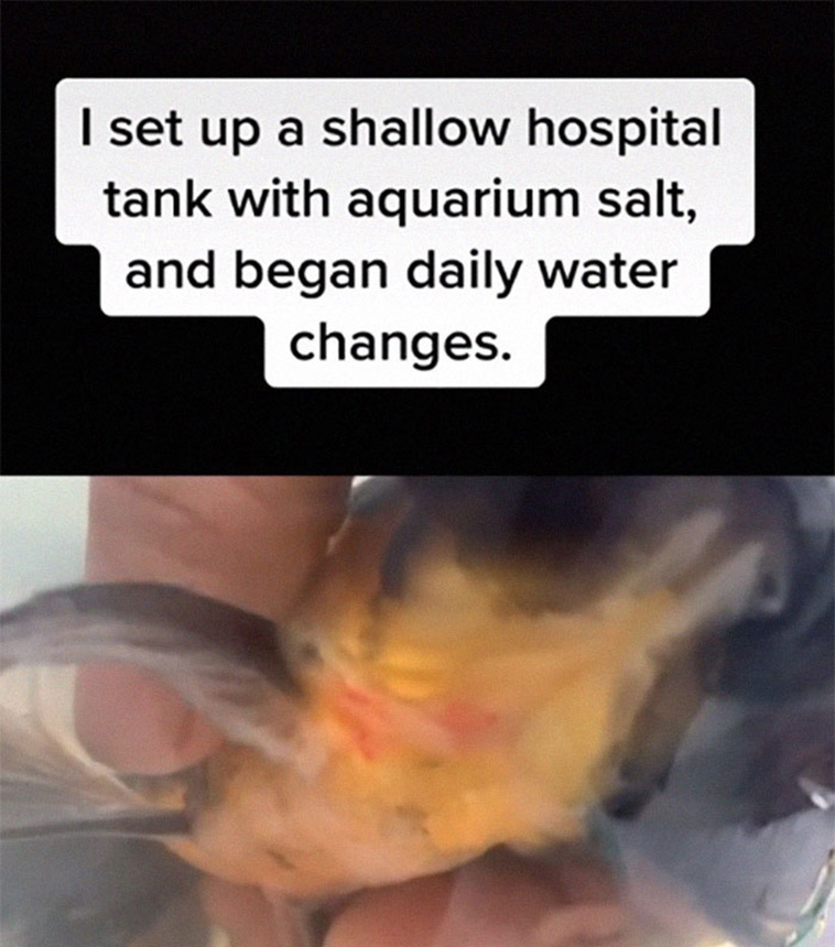 goldfish recovery