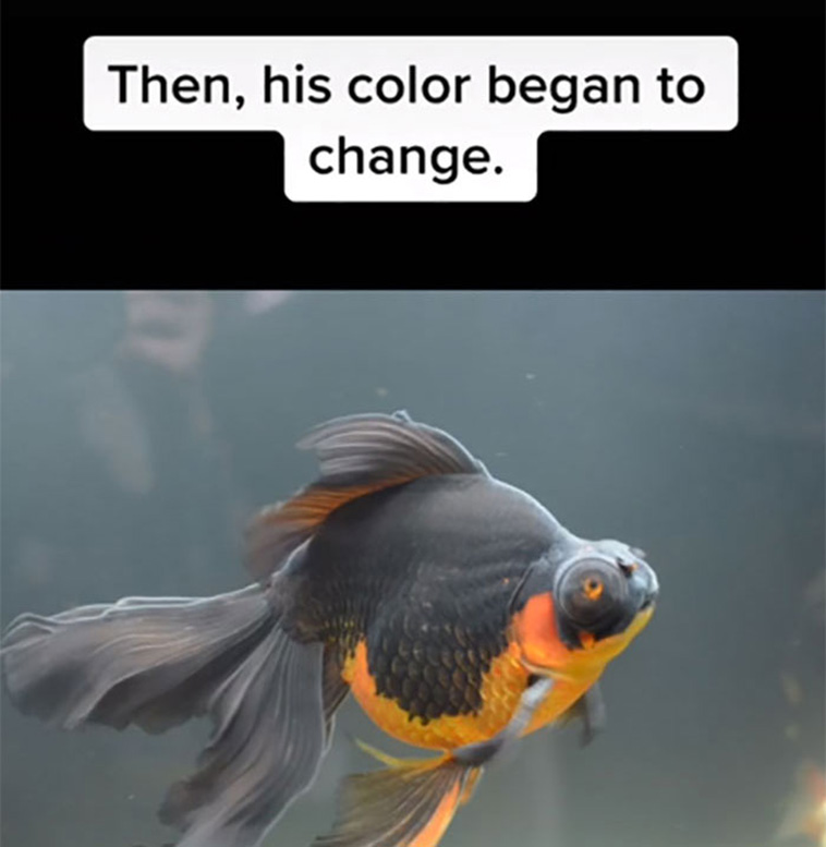 goldfish recovery