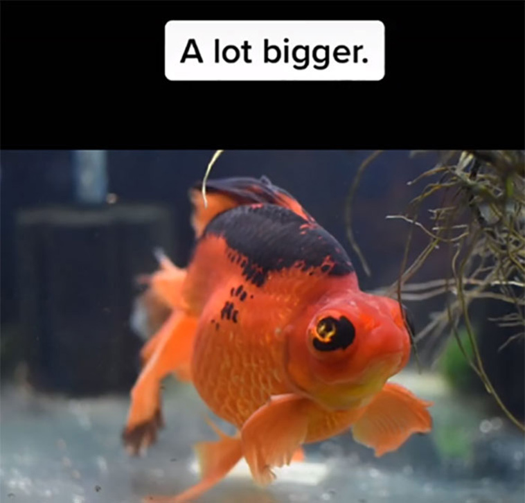 goldfish recovery color change