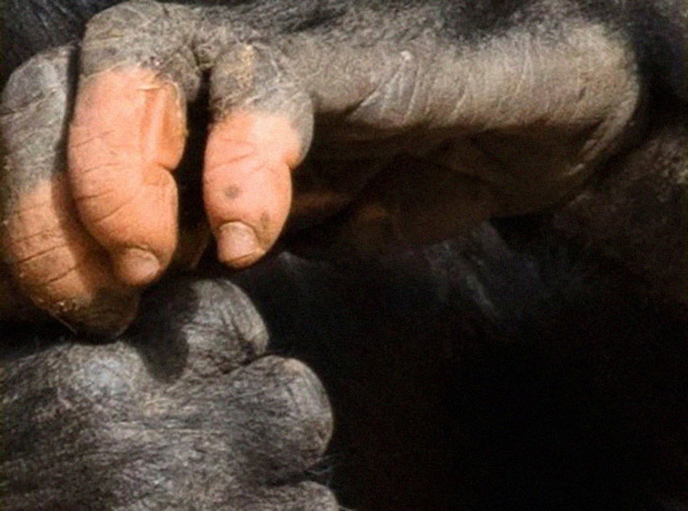 gorilla hand pink white pigmentation