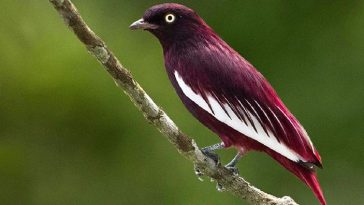 pompadour cotinga