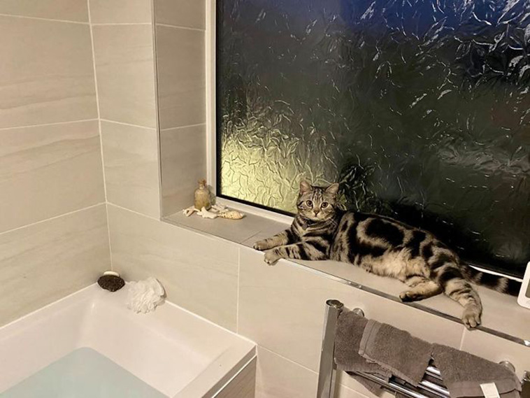 stranger cats in bed