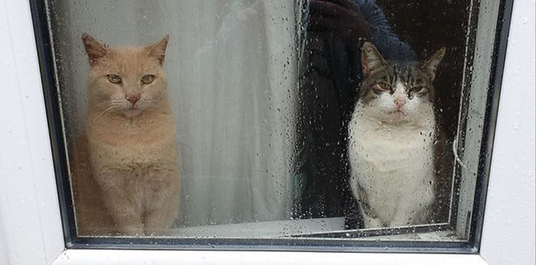 stranger cats in bed