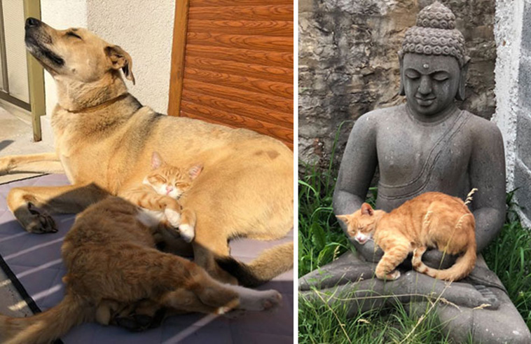 stranger cats in bed