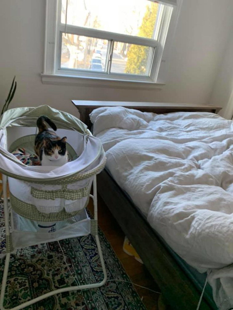 stranger cats in bed