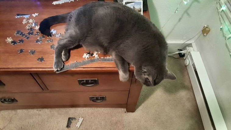 pets bored at home