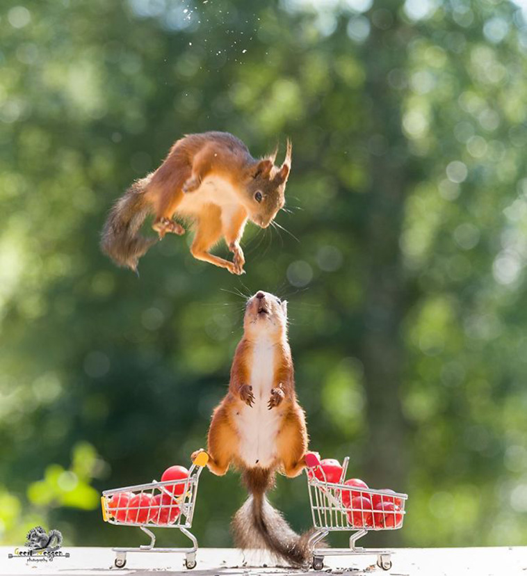 squirrel photos