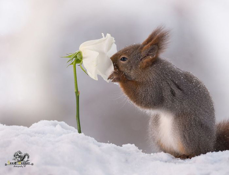 squirrel photos
