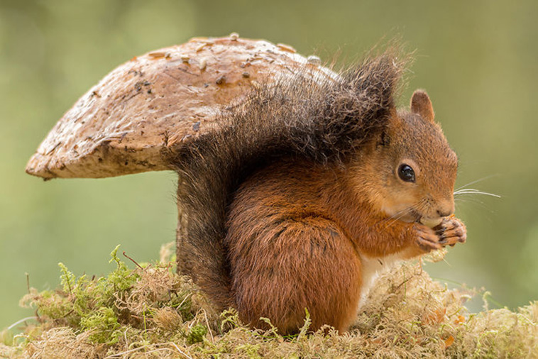 cute squirrels