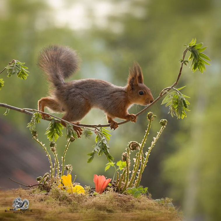 cute squirrels