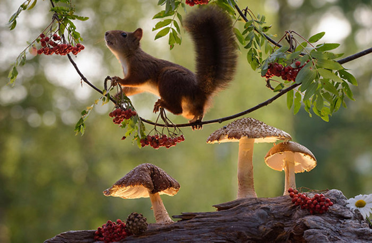 cute squirrels