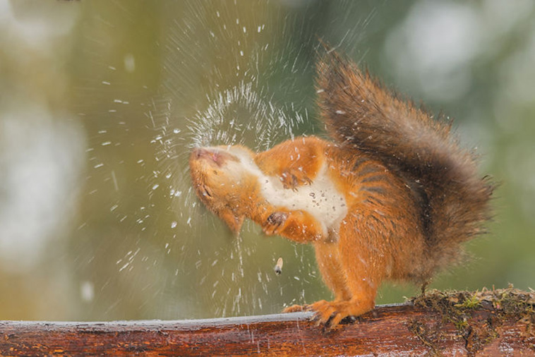 cute squirrels