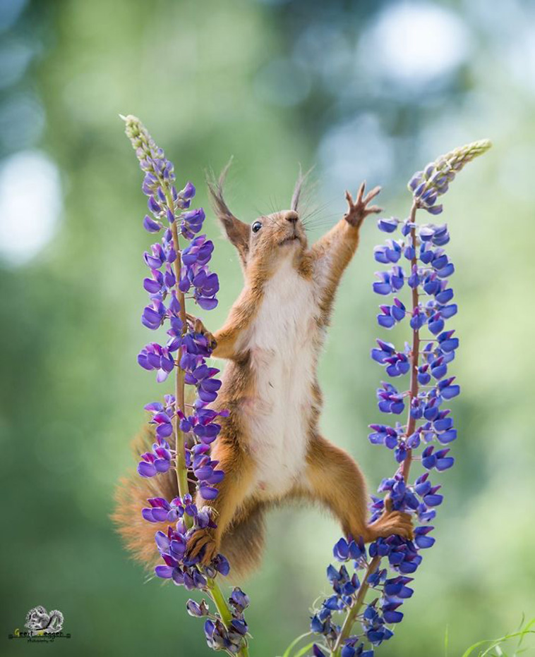 cute squirrels