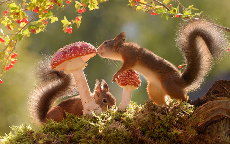cute squirrels